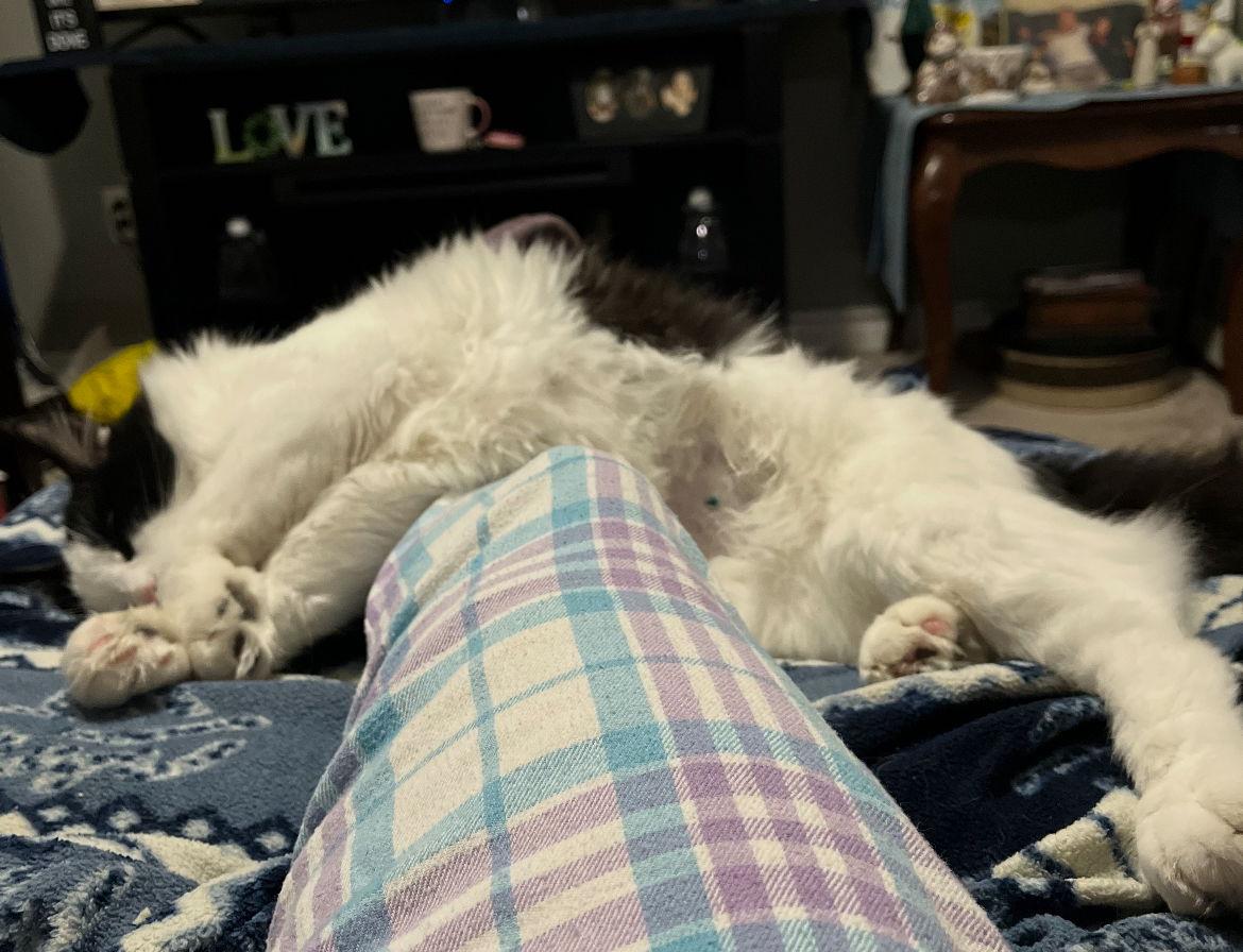 VLADDY, a Adopted Domestic Medium Hair in Minesing, ON image 2/3