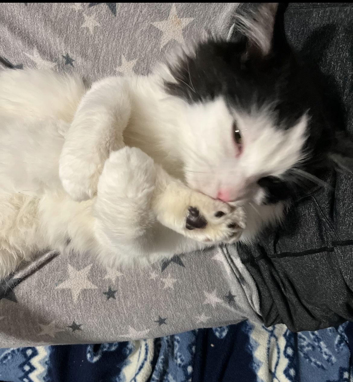 VLADDY, a Adopted Domestic Medium Hair in Minesing, ON image 3/3