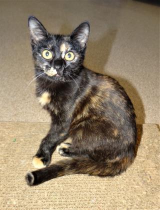 Clementine, a ADOPTABLE mixed breed in Fairfield, IA image 3/3