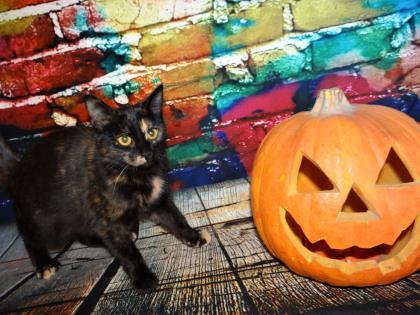 Clementine, a ADOPTABLE mixed breed in Fairfield, IA image 2/3