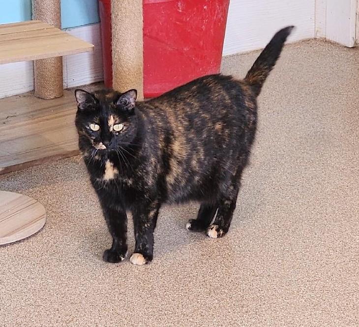 Clementine, a ADOPTABLE mixed breed in Fairfield, IA image 1/3