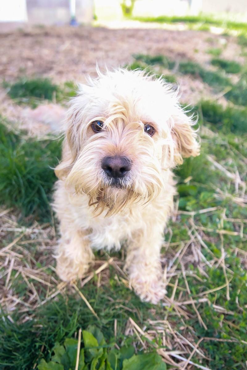 Enlarge Baxter, an adopted mixed breed in Loogootee, IN image 1/1