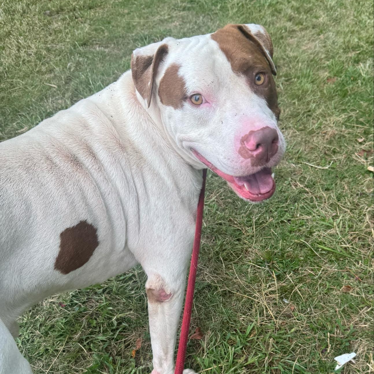 Enlarge Uncle Sam, a Adoptable Mixed Breed in Myrtle Beach, SC image 2/6