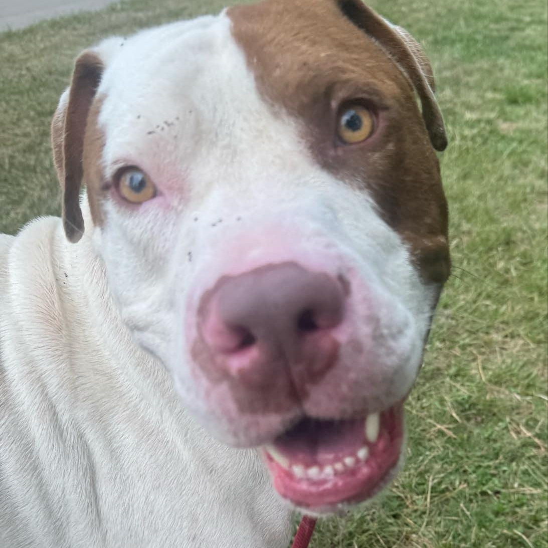 Enlarge Uncle Sam, a Adoptable Mixed Breed in Myrtle Beach, SC image 4/6