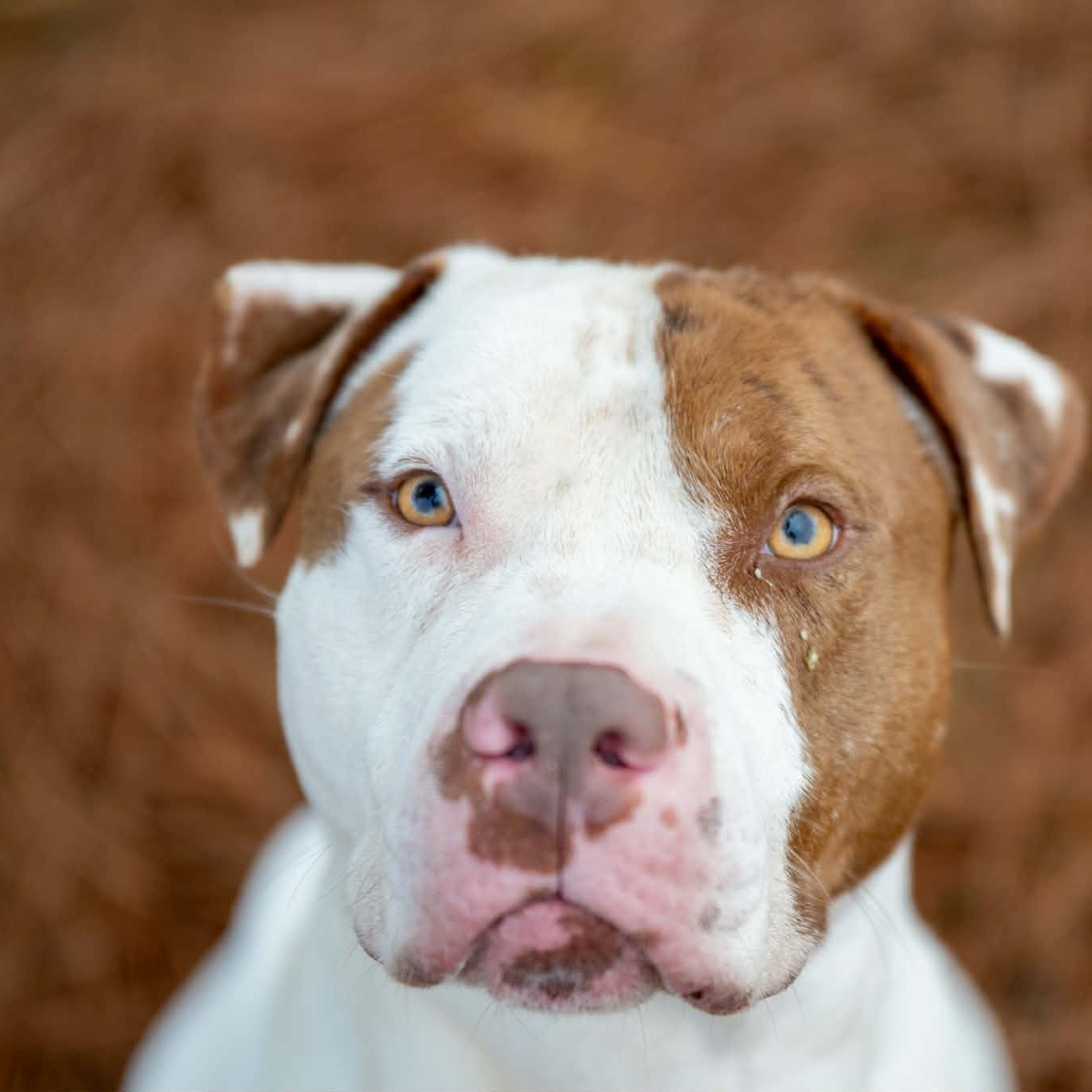 Enlarge Uncle Sam, a Adoptable Mixed Breed in Myrtle Beach, SC image 6/6