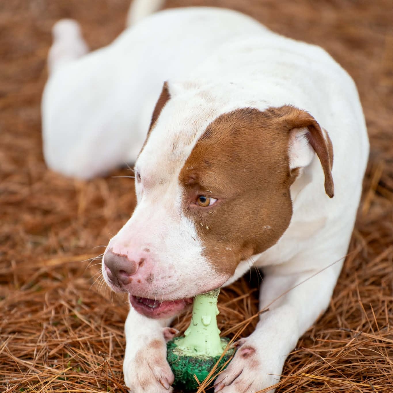 Enlarge Uncle Sam, a Adoptable Mixed Breed in Myrtle Beach, SC image 3/6
