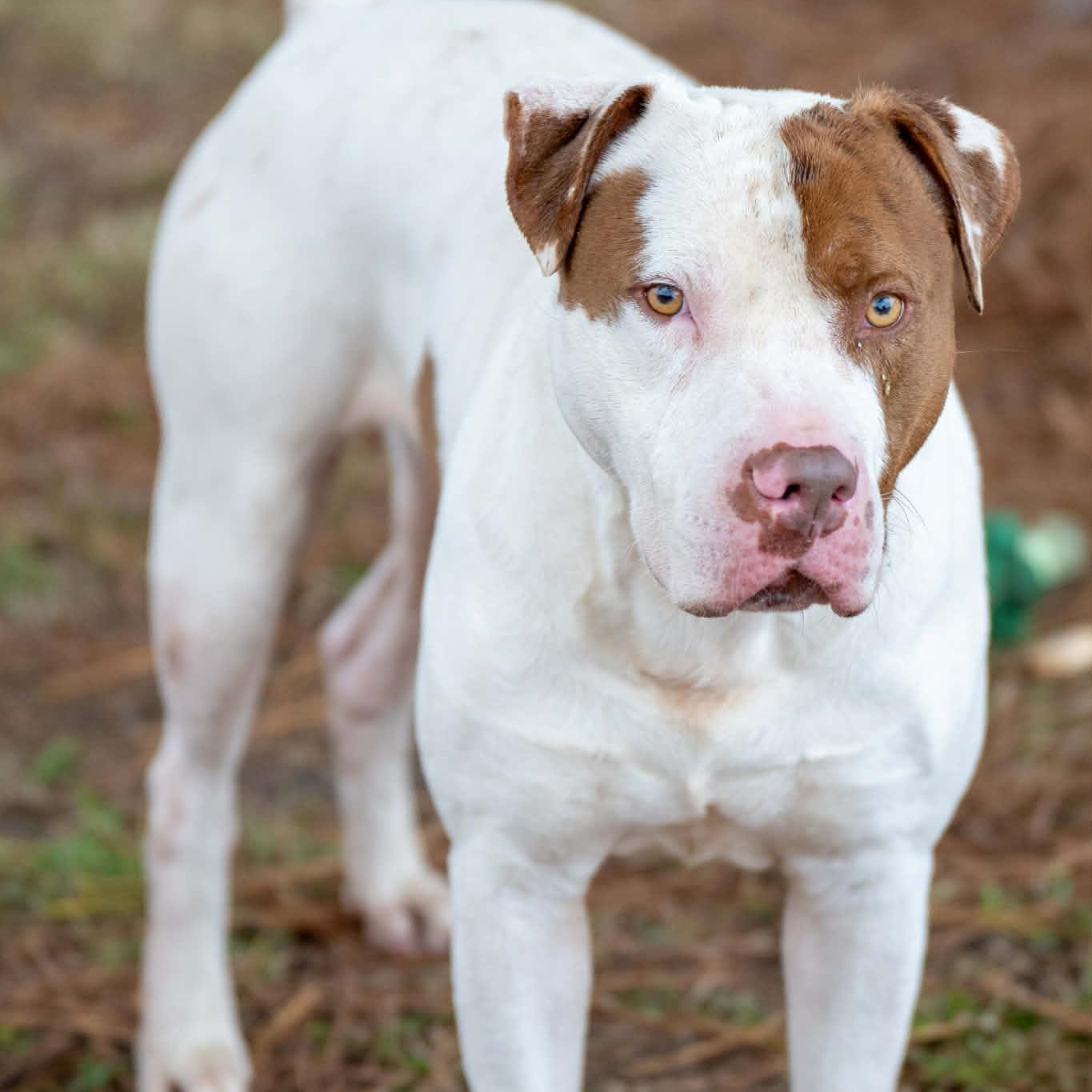 Enlarge Uncle Sam, a Adoptable Mixed Breed in Myrtle Beach, SC image 5/6