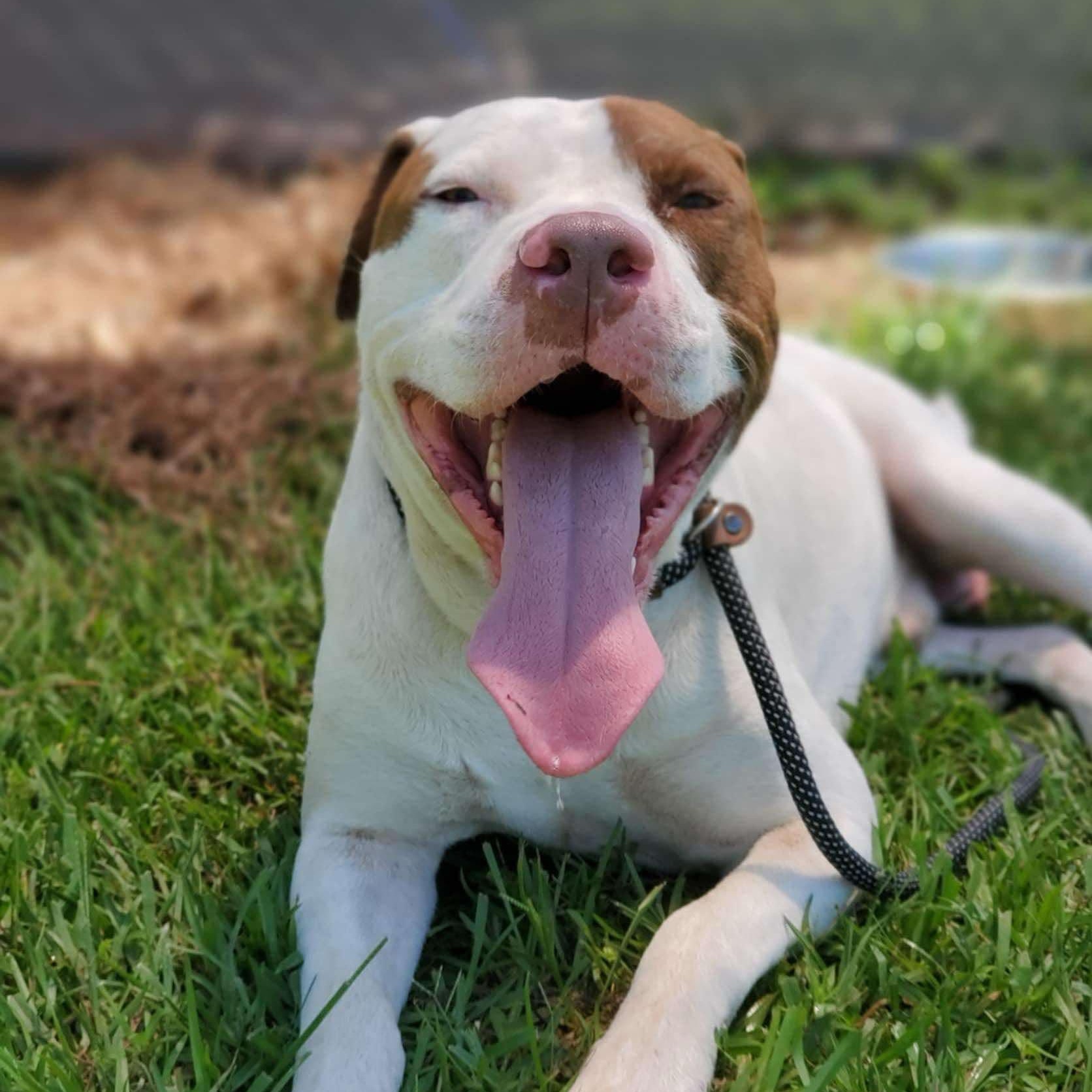 Enlarge Uncle Sam, a Adoptable Mixed Breed in Myrtle Beach, SC image 1/6
