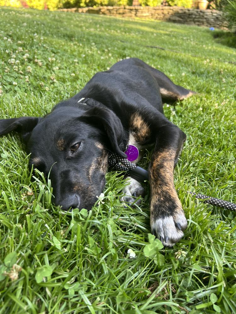 SHILOH, a Adoptable mixed breed in Manhattan, NY image 1/3