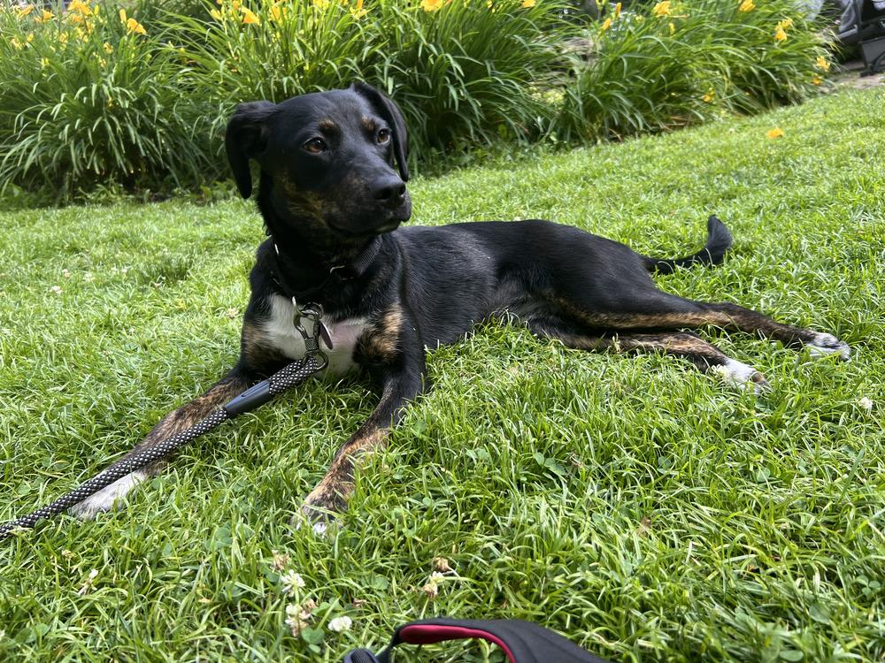 SHILOH, a Adoptable mixed breed in Manhattan, NY image 2/3