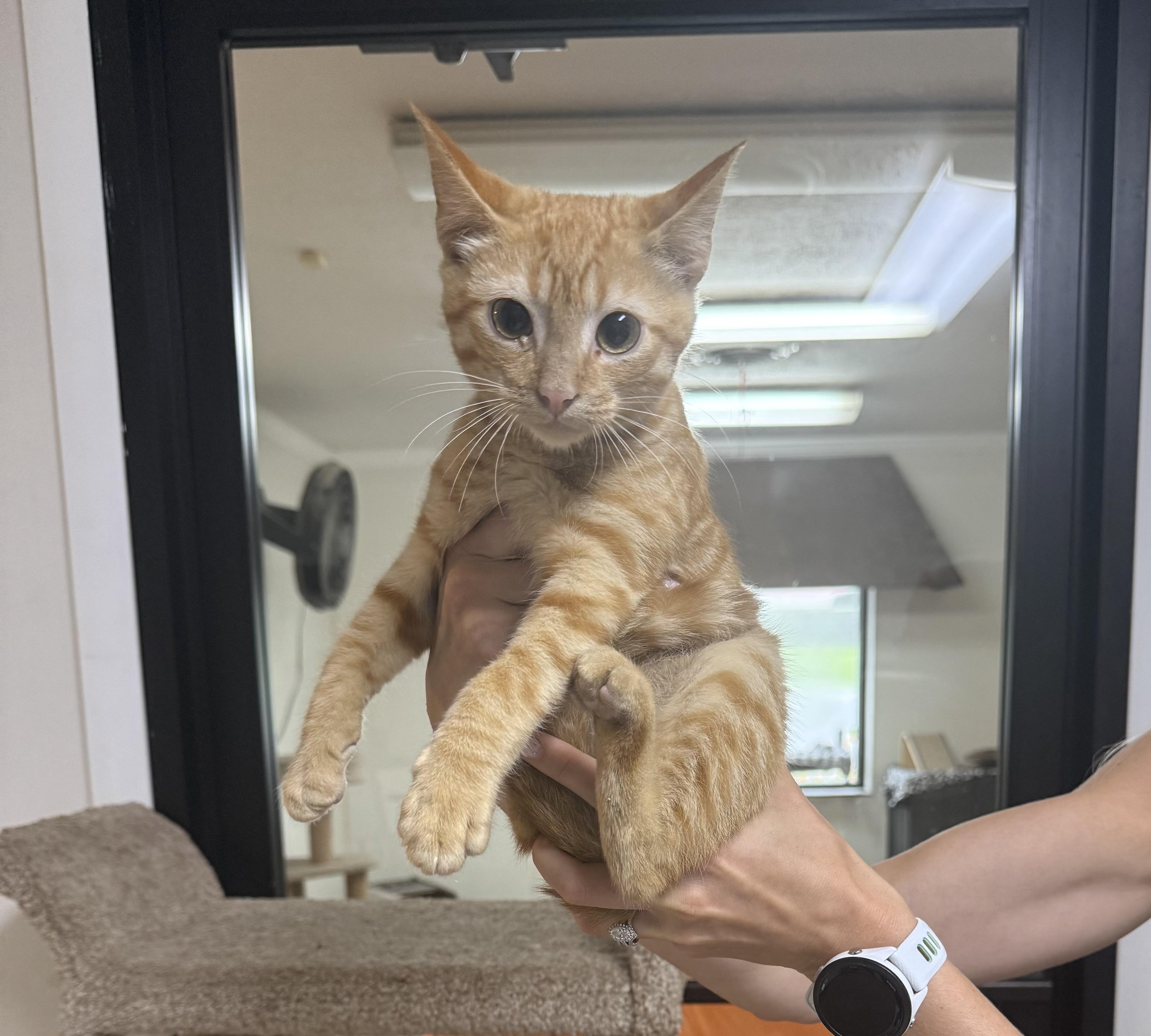 Sunfyre, adopted, Kitten Male Domestic Short Hair.