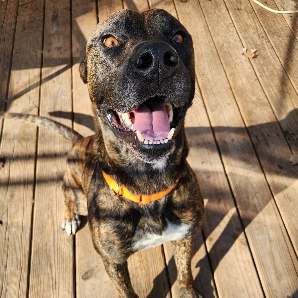 Max, Adoptable, Adult Male Mixed Breed.