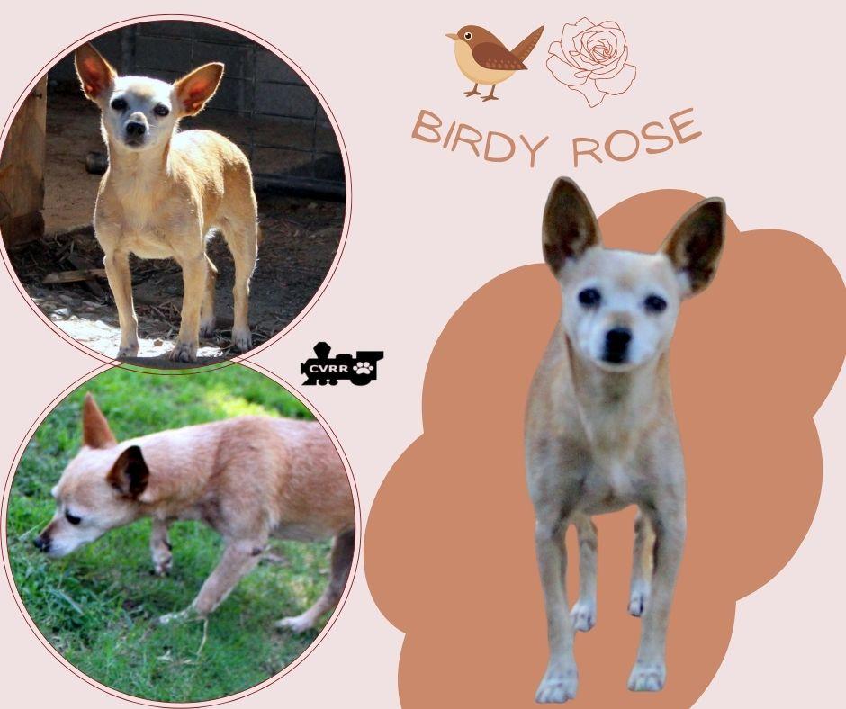 Enlarge Birdy Rose, a Adoptable Chihuahua in LINDSAY, CA image 1/1