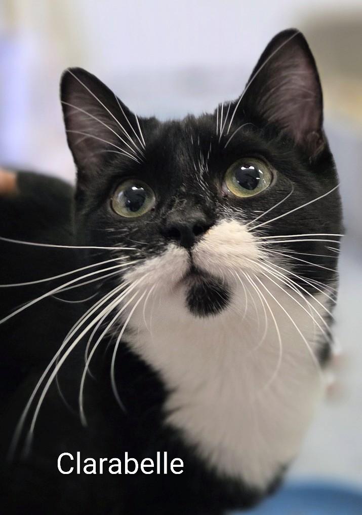 Clarabelle, ADOPTABLE, Young Female Domestic Short Hair.