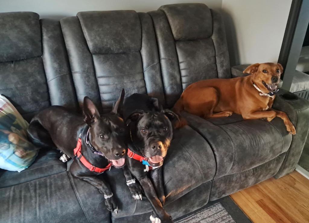 Shuri and T’Challa, Adoptable, Adult Female Mixed Breed.