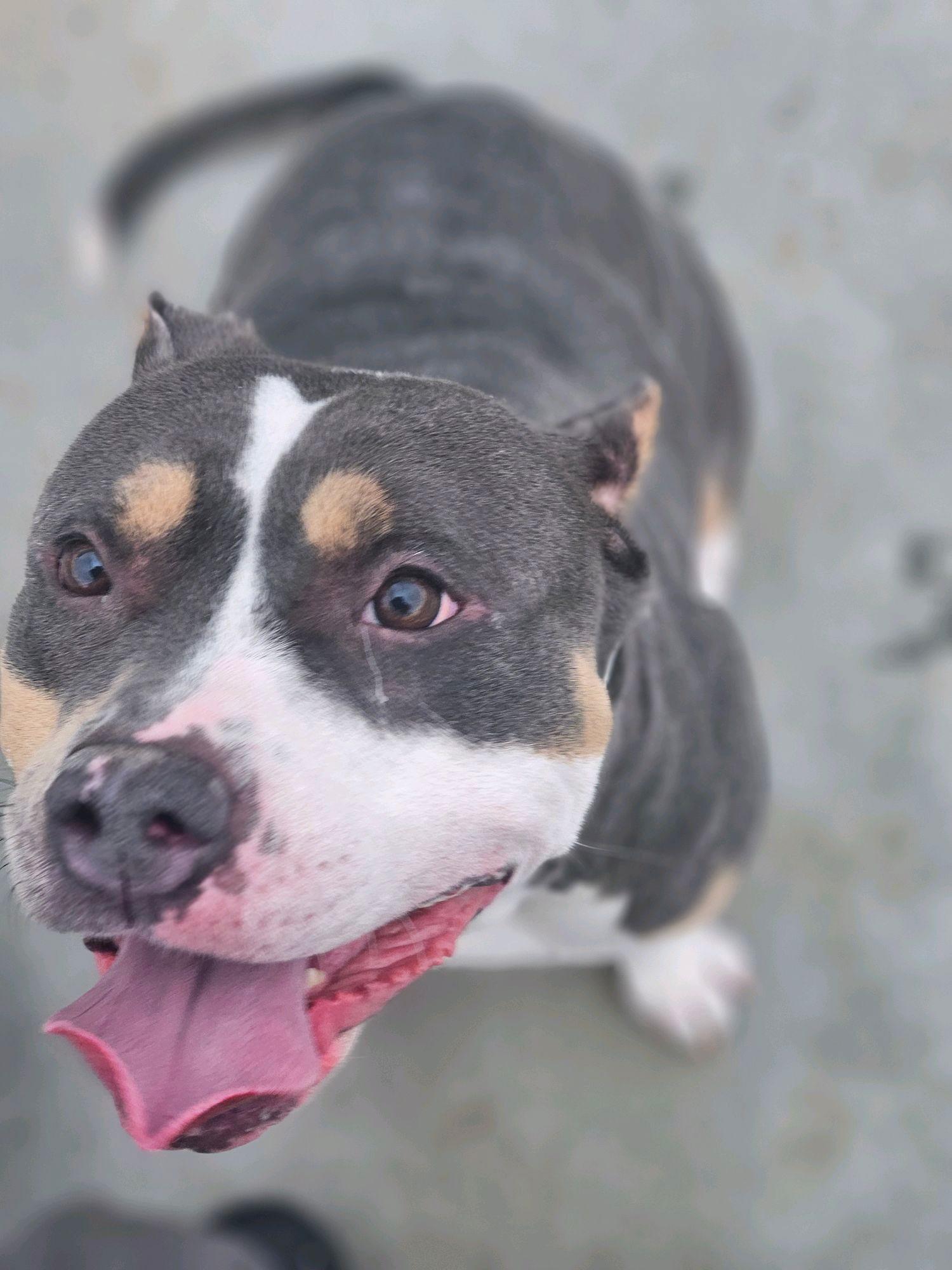 Gucci, an adoption pending American Bully in Waxhaw, NC image 4/4