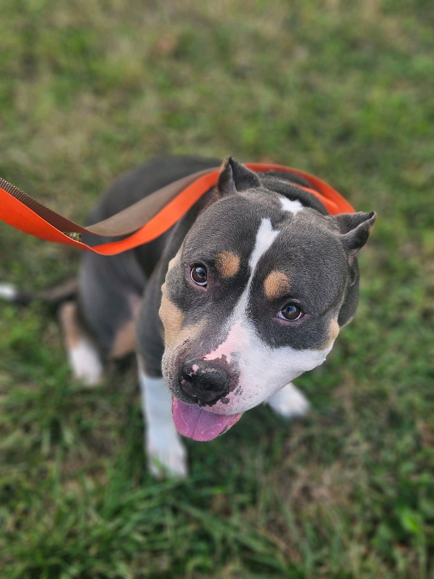 Gucci, an adoption pending American Bully in Waxhaw, NC image 3/4