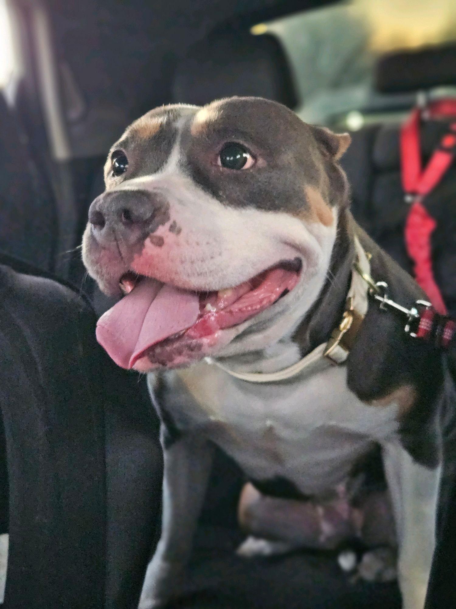 Gucci, an adoption pending American Bully in Waxhaw, NC image 2/4