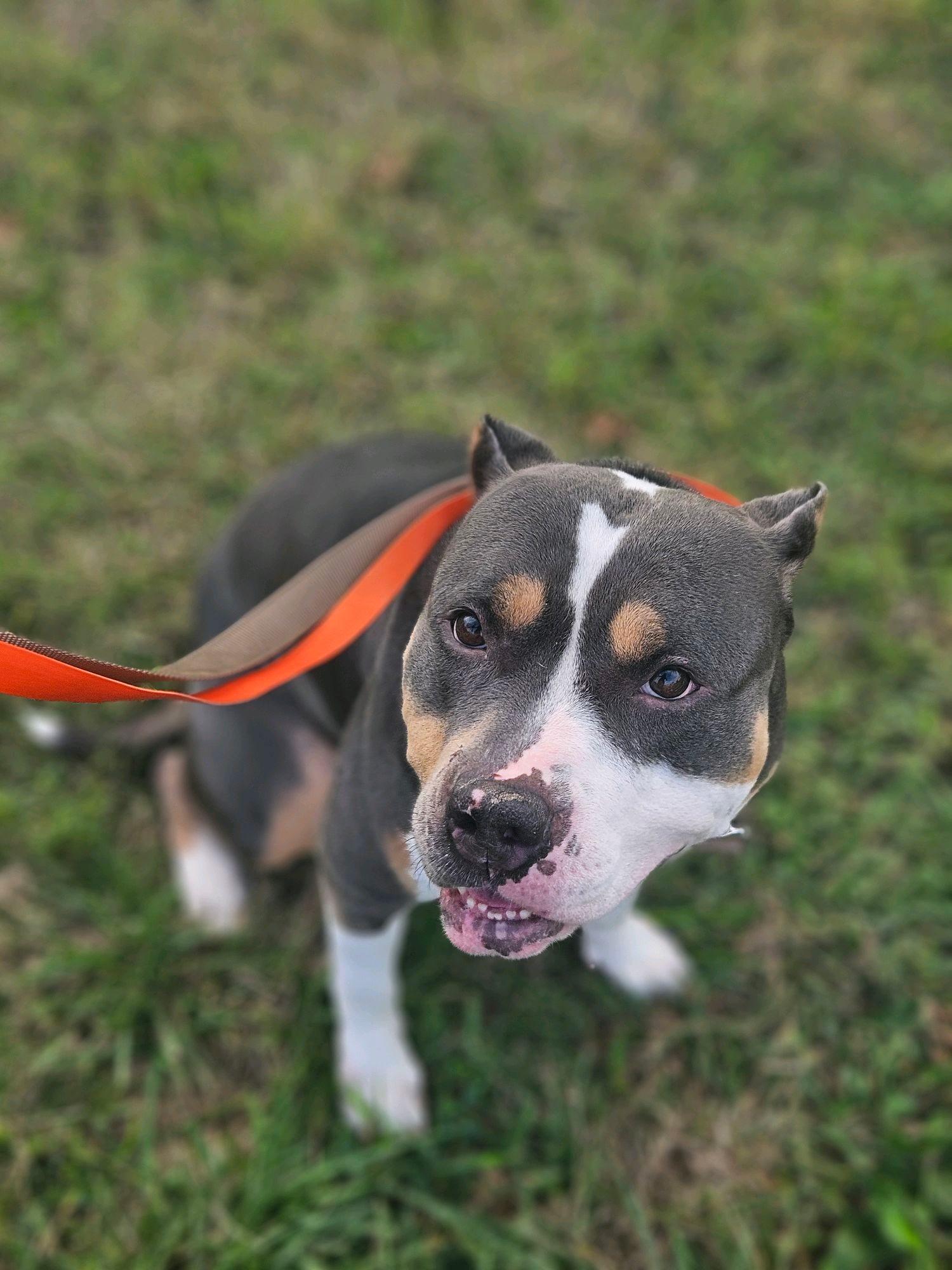 Gucci, an adoption pending American Bully in Waxhaw, NC image 1/4