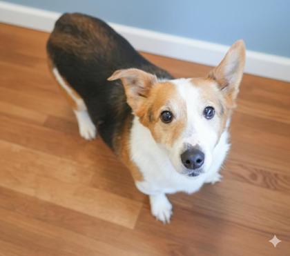 Enlarge Sonny (Bonded with Carly), a Adoptable mixed breed in Bowling Green, KY image 1/1