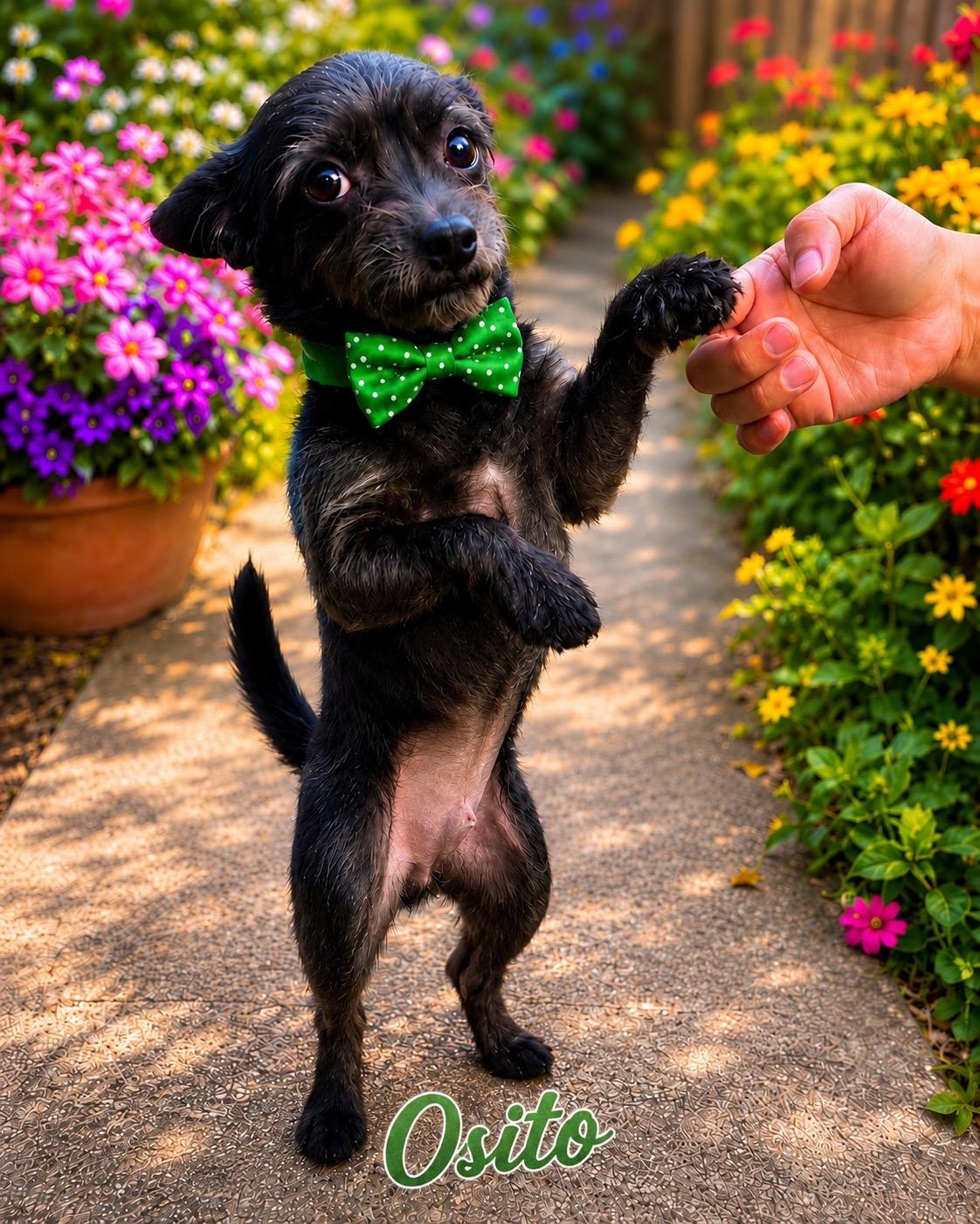 Osito, adopted, Young Male Yorkshire Terrier & Chihuahua.