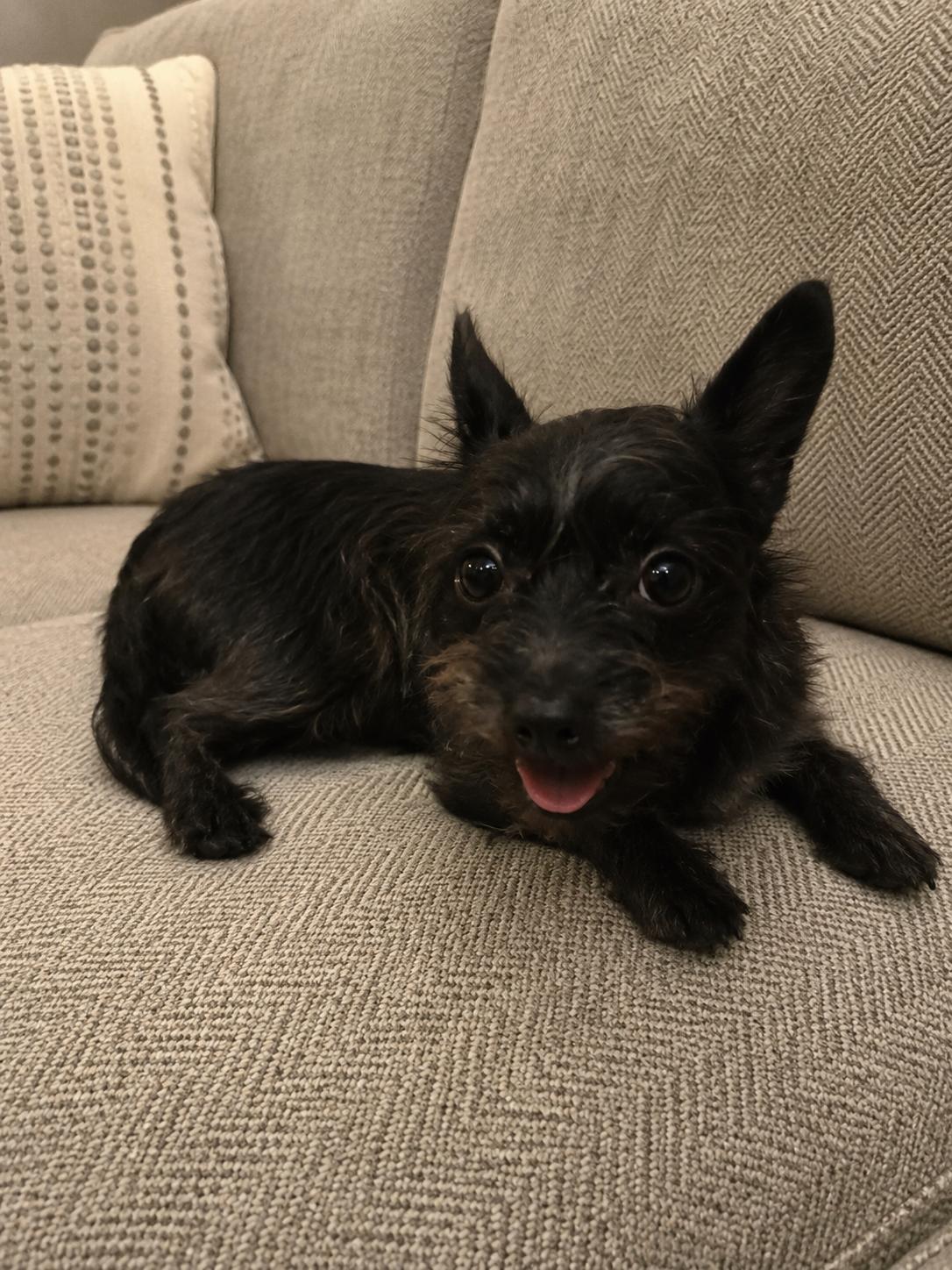 Osito, an adopted mixed breed in Renton, WA image 5/6