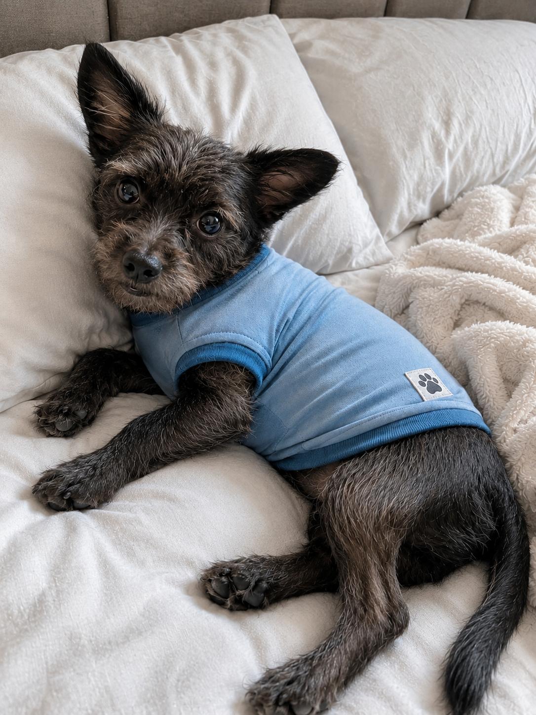 Osito, an adopted mixed breed in Renton, WA image 3/6