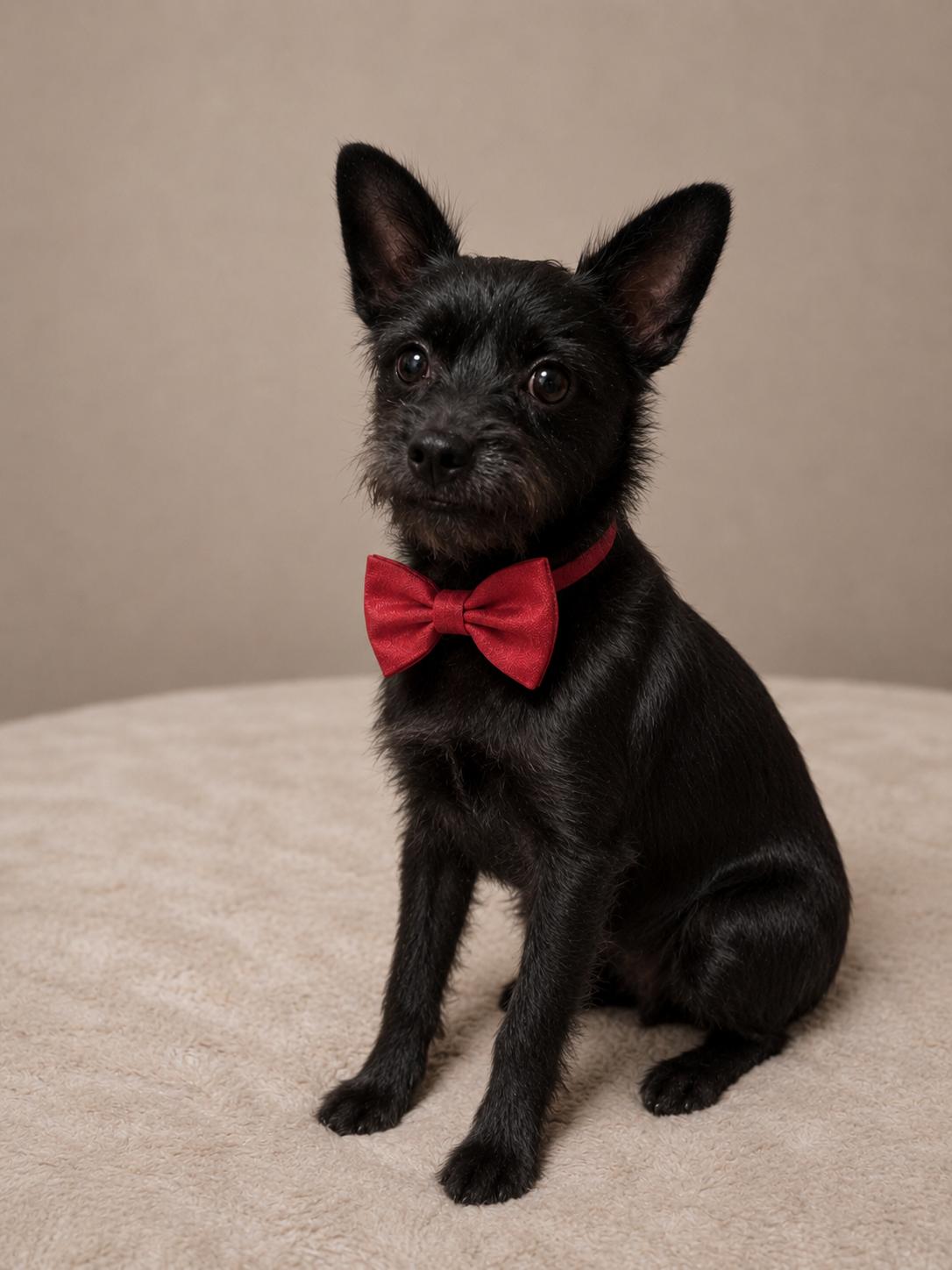 Osito, an adopted mixed breed in Renton, WA image 2/6