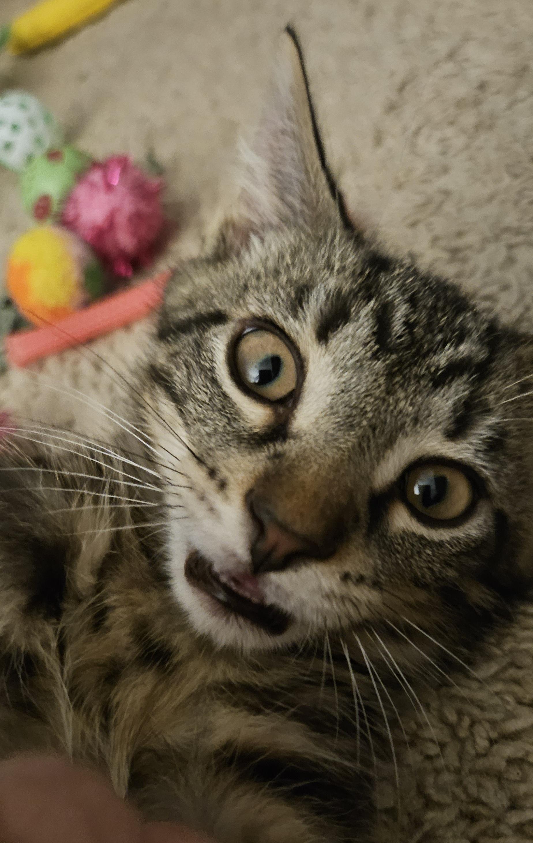 Fonzie