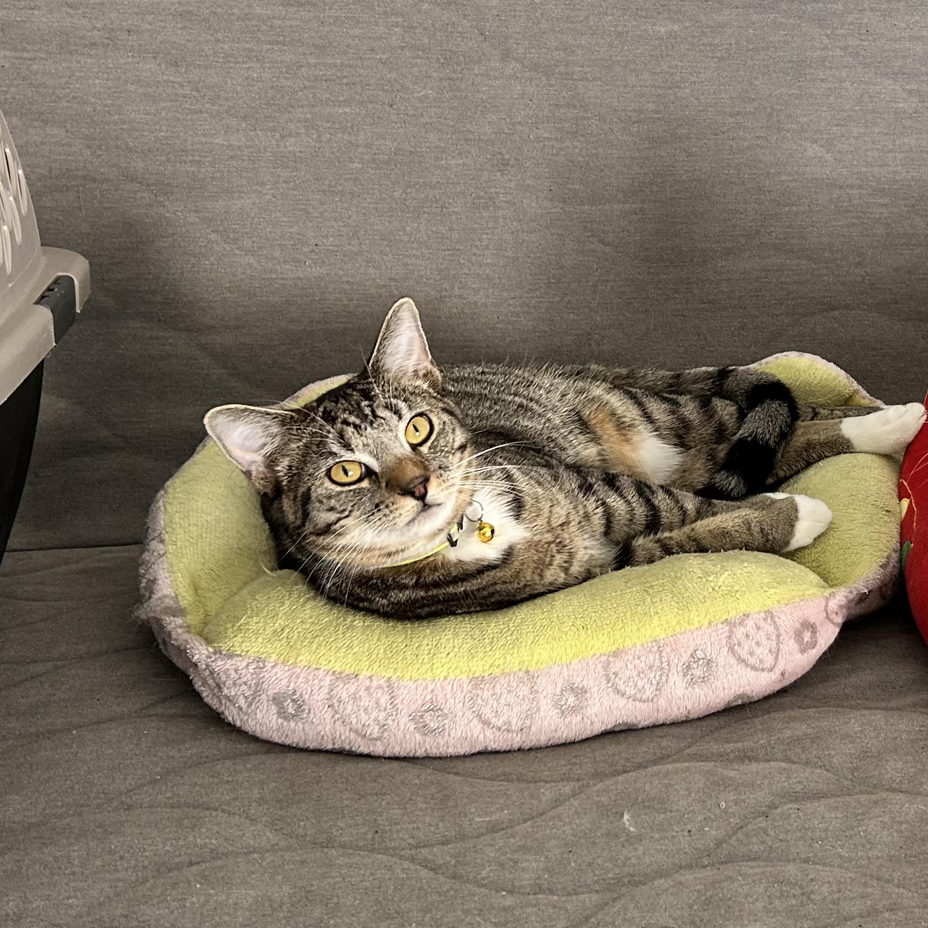 Stitch, Adoptable, Kitten Male Domestic Short Hair.