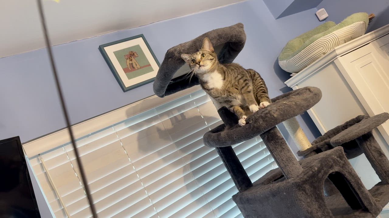 Enlarge Stitch, a Adoptable Domestic Short Hair in Washington, DC video 2/2