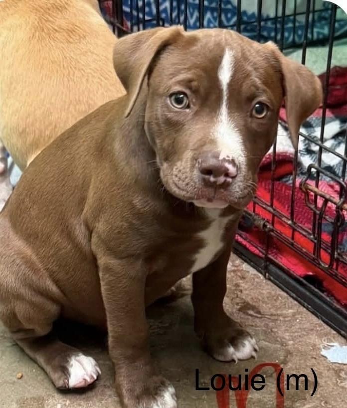 Louie (Seven Wonders 2026), Adoptable, Puppy Male Pit Bull Terrier & Mixed Breed.