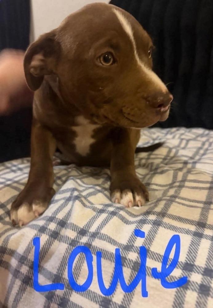 Enlarge Louie (Seven Wonders 2026), a Adoptable mixed breed in Wenonah, NJ image 2/3
