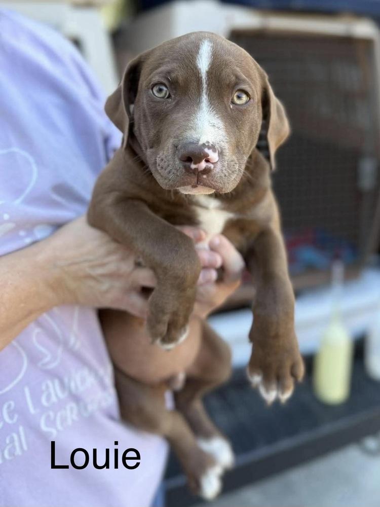 Enlarge Louie (Seven Wonders 2026), a Adoptable mixed breed in Wenonah, NJ image 3/3