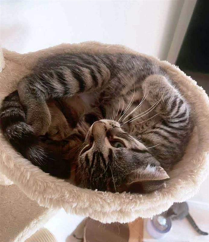 Parsley, ADOPTABLE, Kitten Male Tabby.