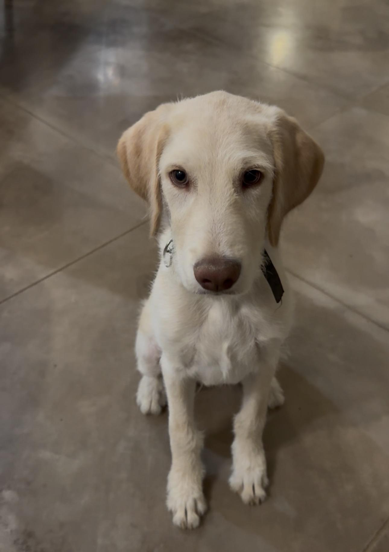 Bailey, ADOPTABLE, Young Male Labradoodle.