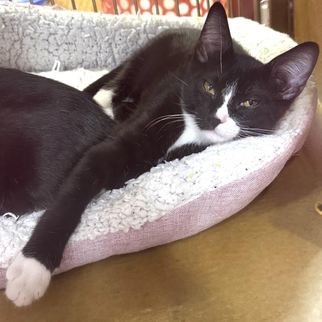 Sadie, Adoptable, Kitten Female Domestic Short Hair.