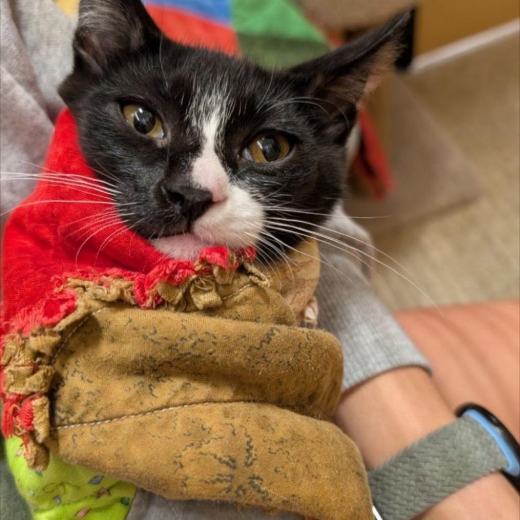 Enlarge Sadie, a Adoptable Domestic Short Hair in League City, TX image 3/5