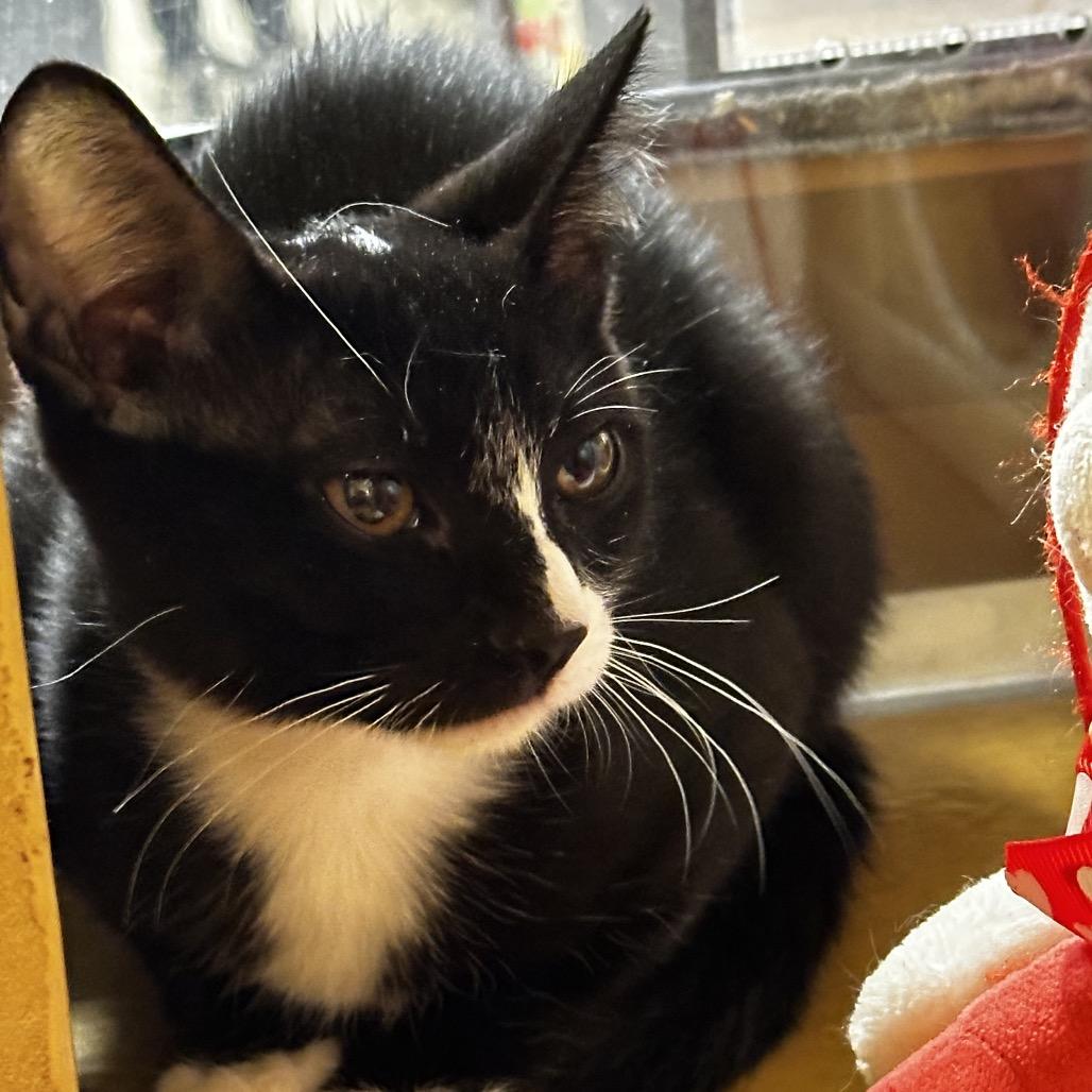 Enlarge Sadie, a Adoptable Domestic Short Hair in League City, TX image 4/5