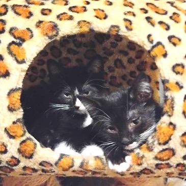 Enlarge Sadie, a Adoptable Domestic Short Hair in League City, TX image 5/5