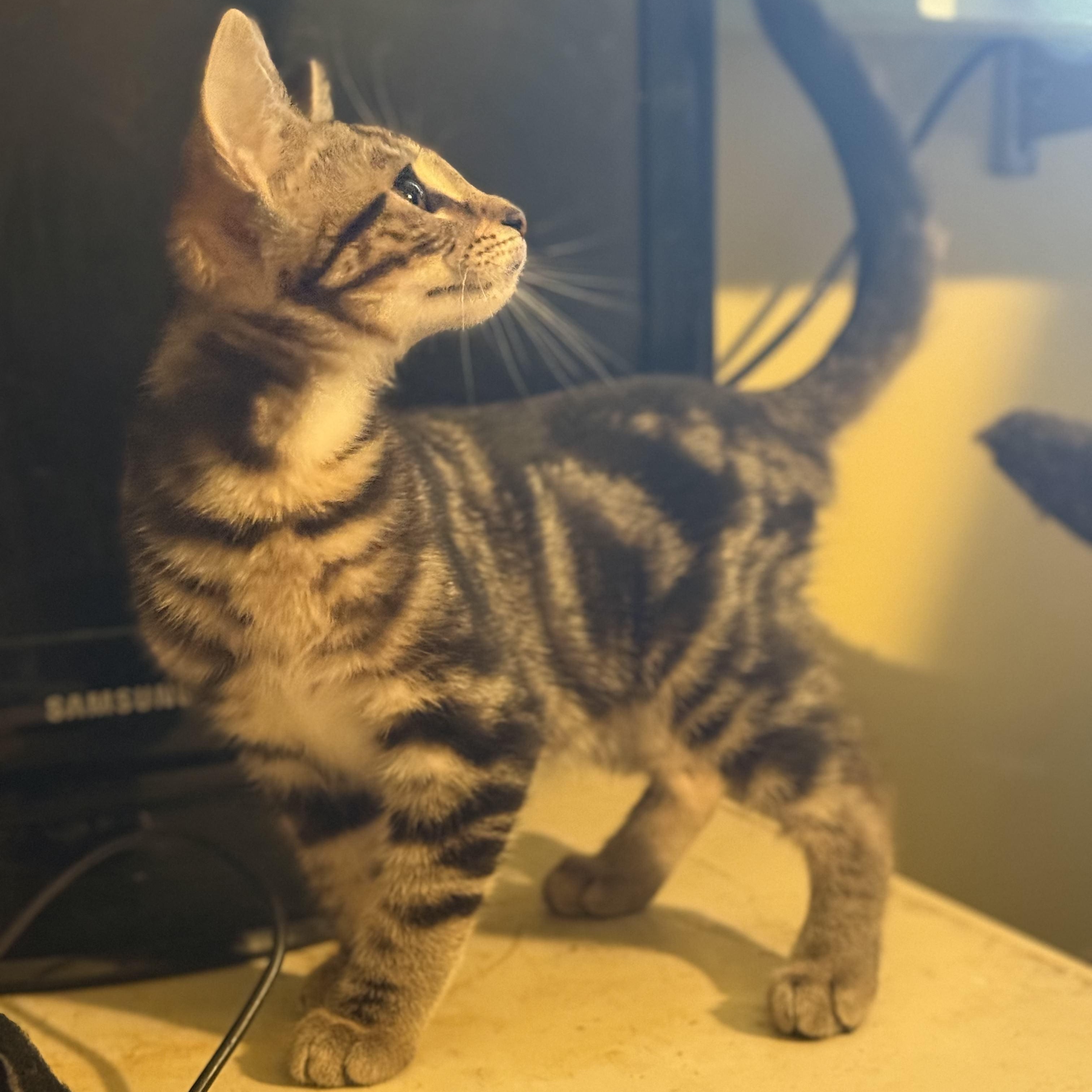 Gibson (bonded to Vesper), Adoptable, Kitten Male Domestic Short Hair.