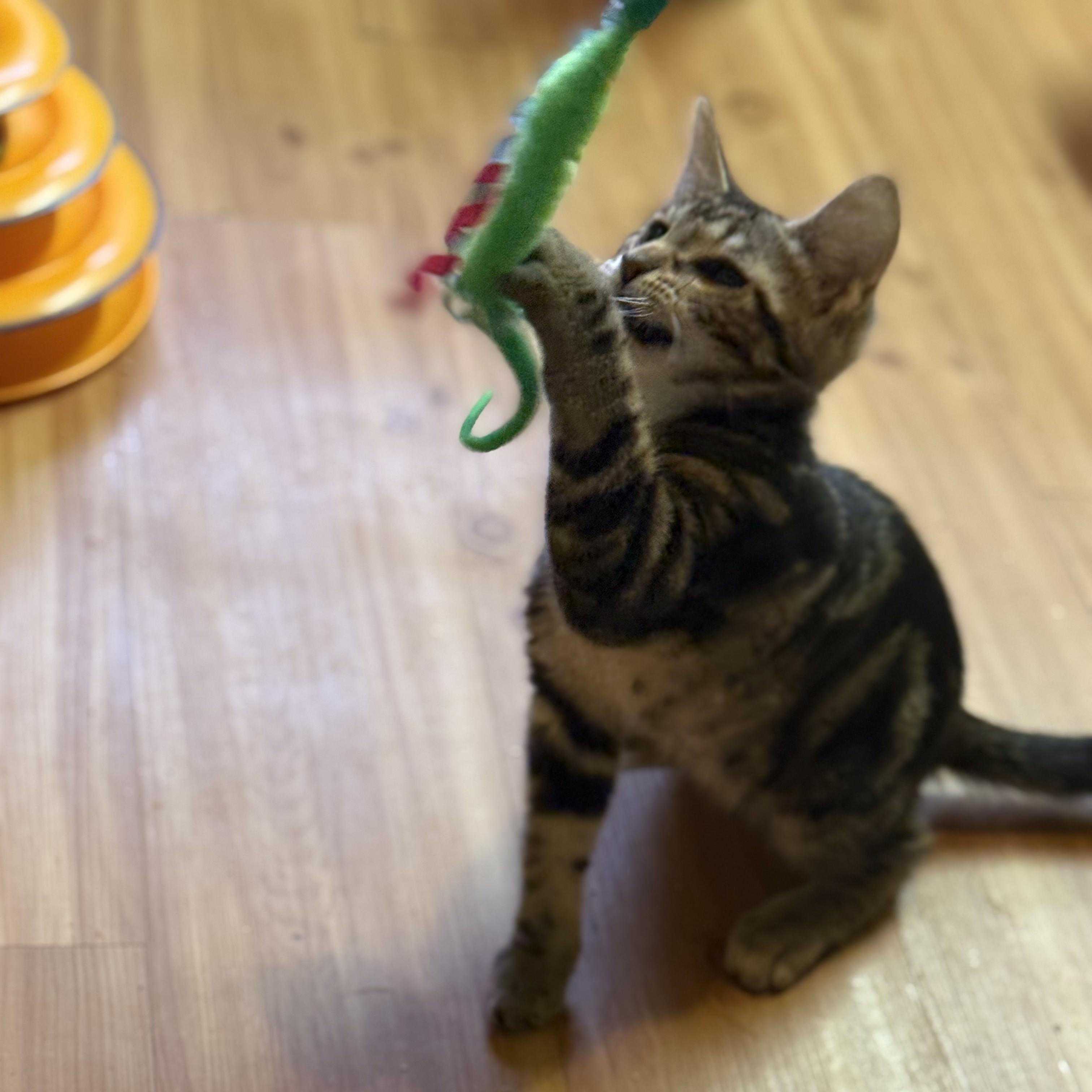 Enlarge Gibson (bonded to Vesper), a Adoptable Domestic Short Hair in East Brunswick, NJ image 2/5