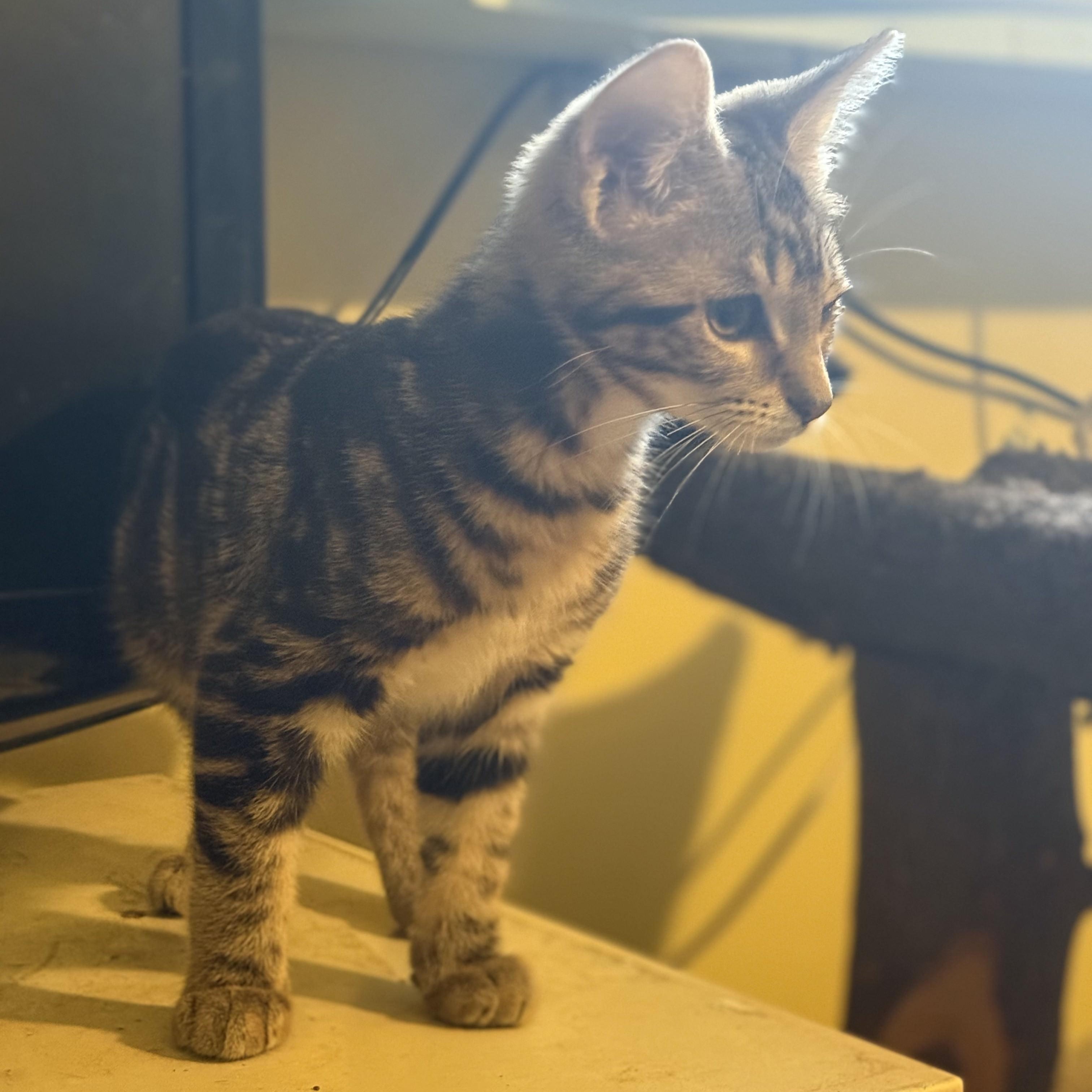 Enlarge Gibson (bonded to Vesper), a Adoptable Domestic Short Hair in East Brunswick, NJ image 3/5