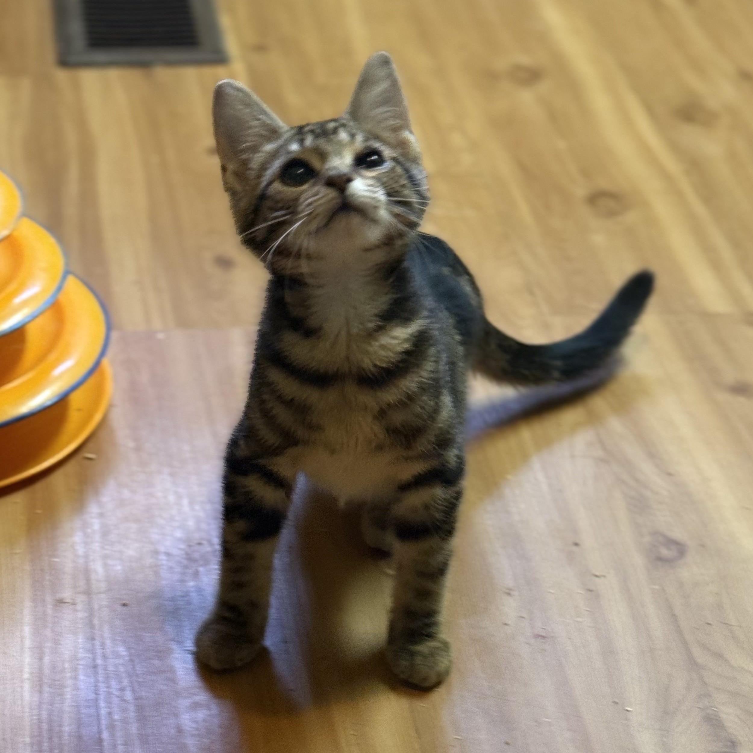 Enlarge Gibson (bonded to Vesper), a Adoptable Domestic Short Hair in East Brunswick, NJ image 4/5