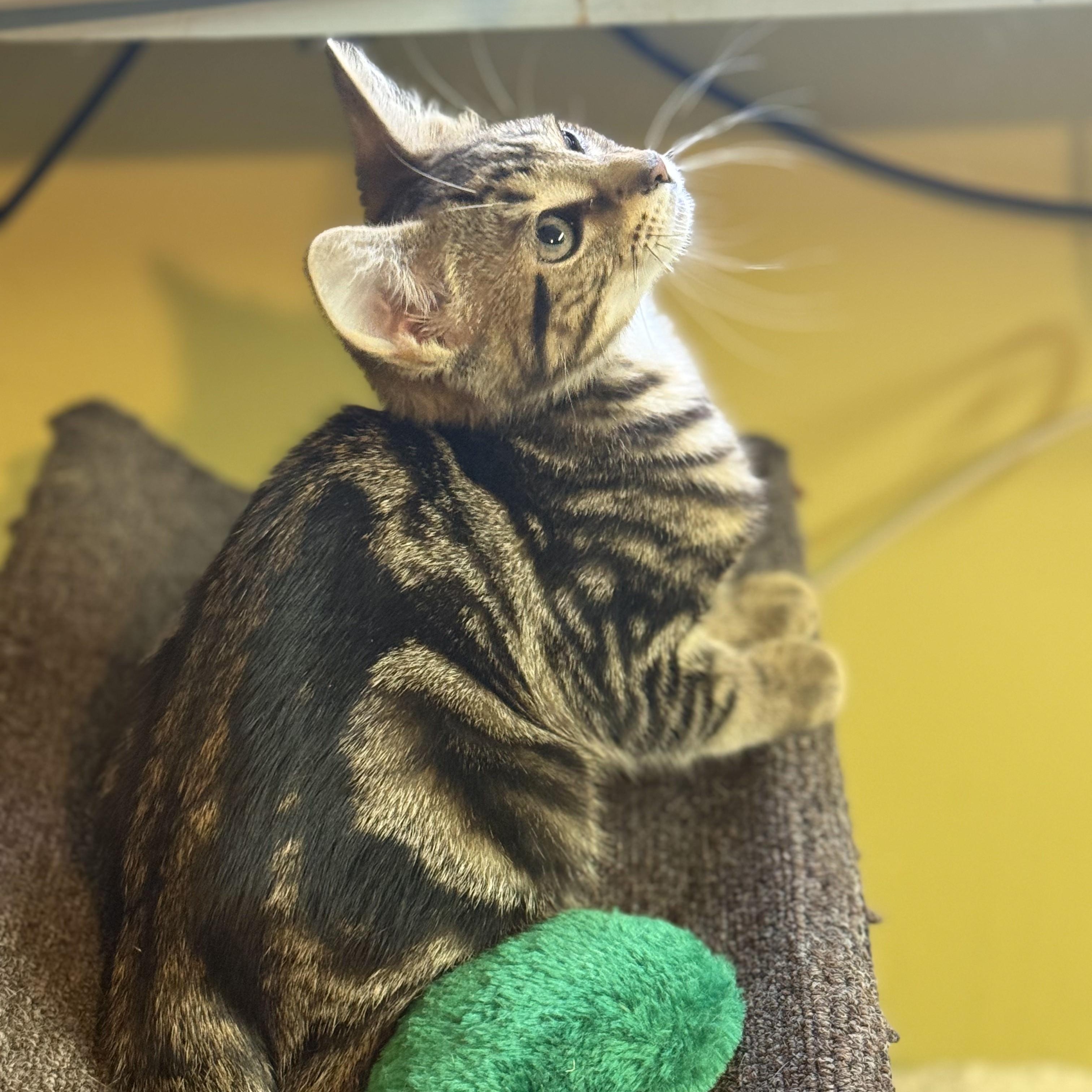 Enlarge Gibson (bonded to Vesper), a Adoptable Domestic Short Hair in East Brunswick, NJ image 5/5