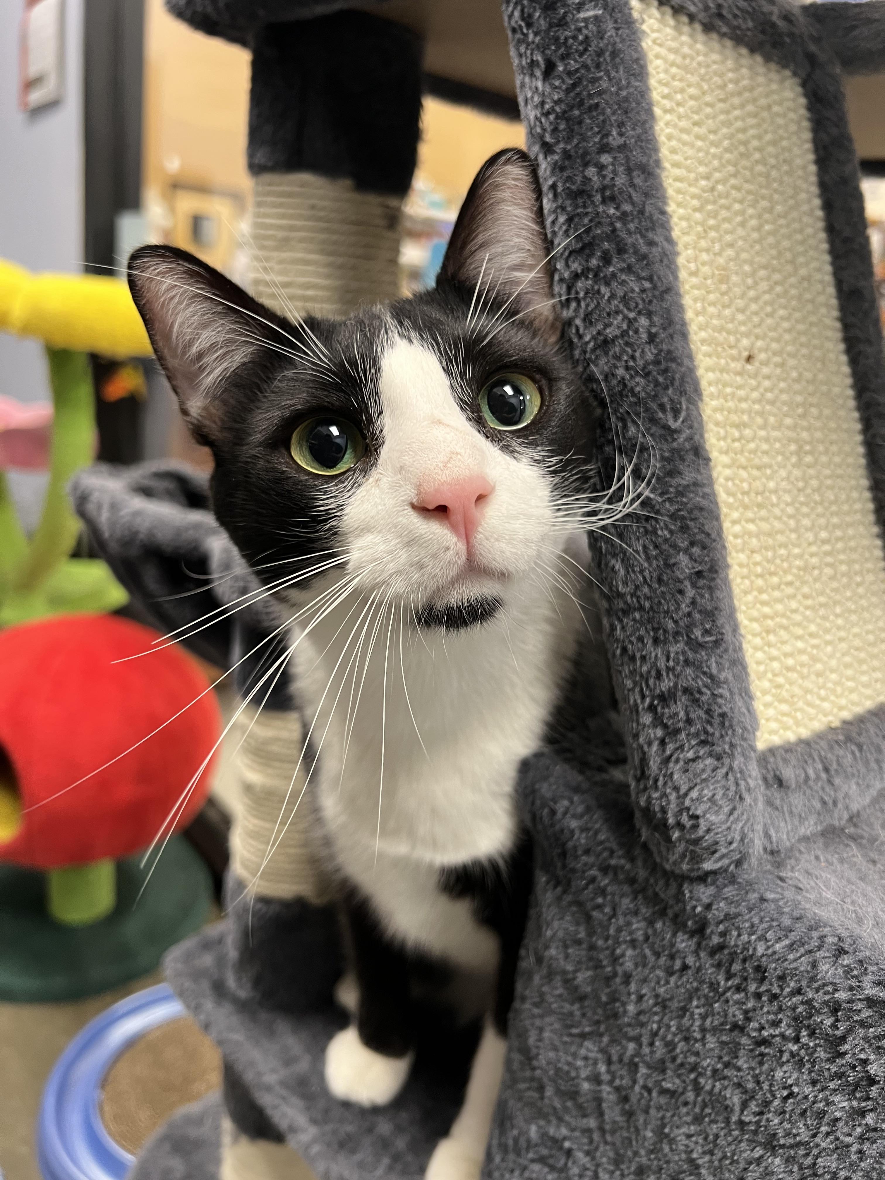 Tux, a Adoptable Domestic Short Hair in Richmond, VA image 3/5
