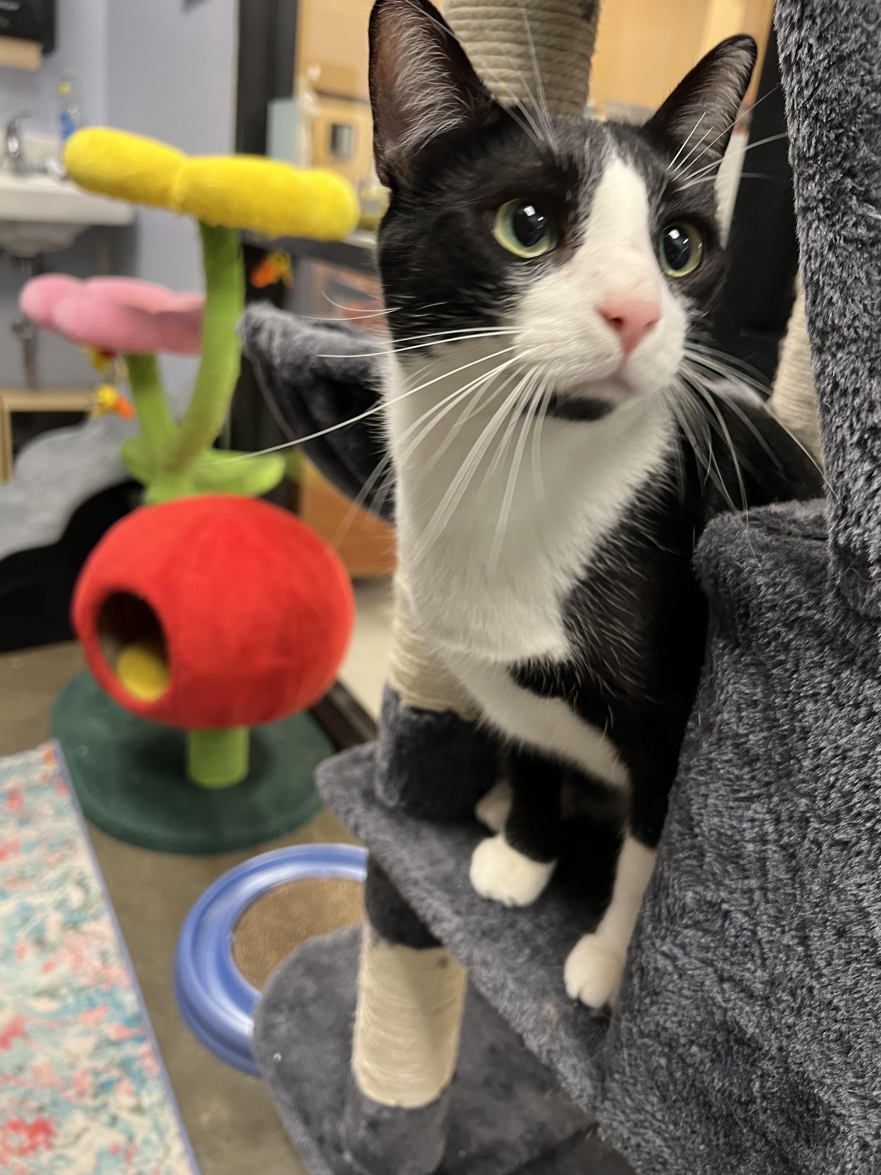 Tux, a Adoptable Domestic Short Hair in Richmond, VA image 4/5