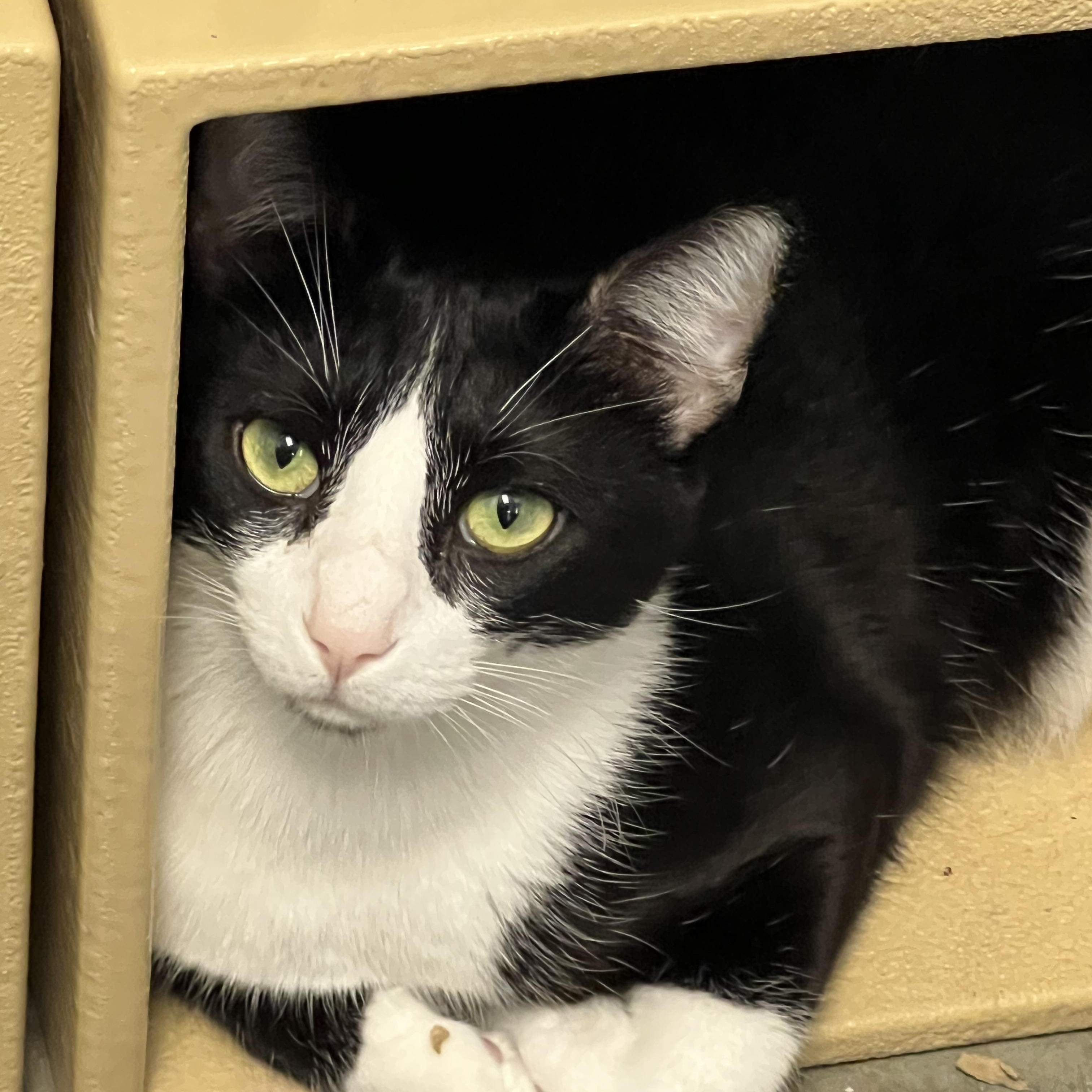 Tux, a Adoptable Domestic Short Hair in Richmond, VA image 2/5