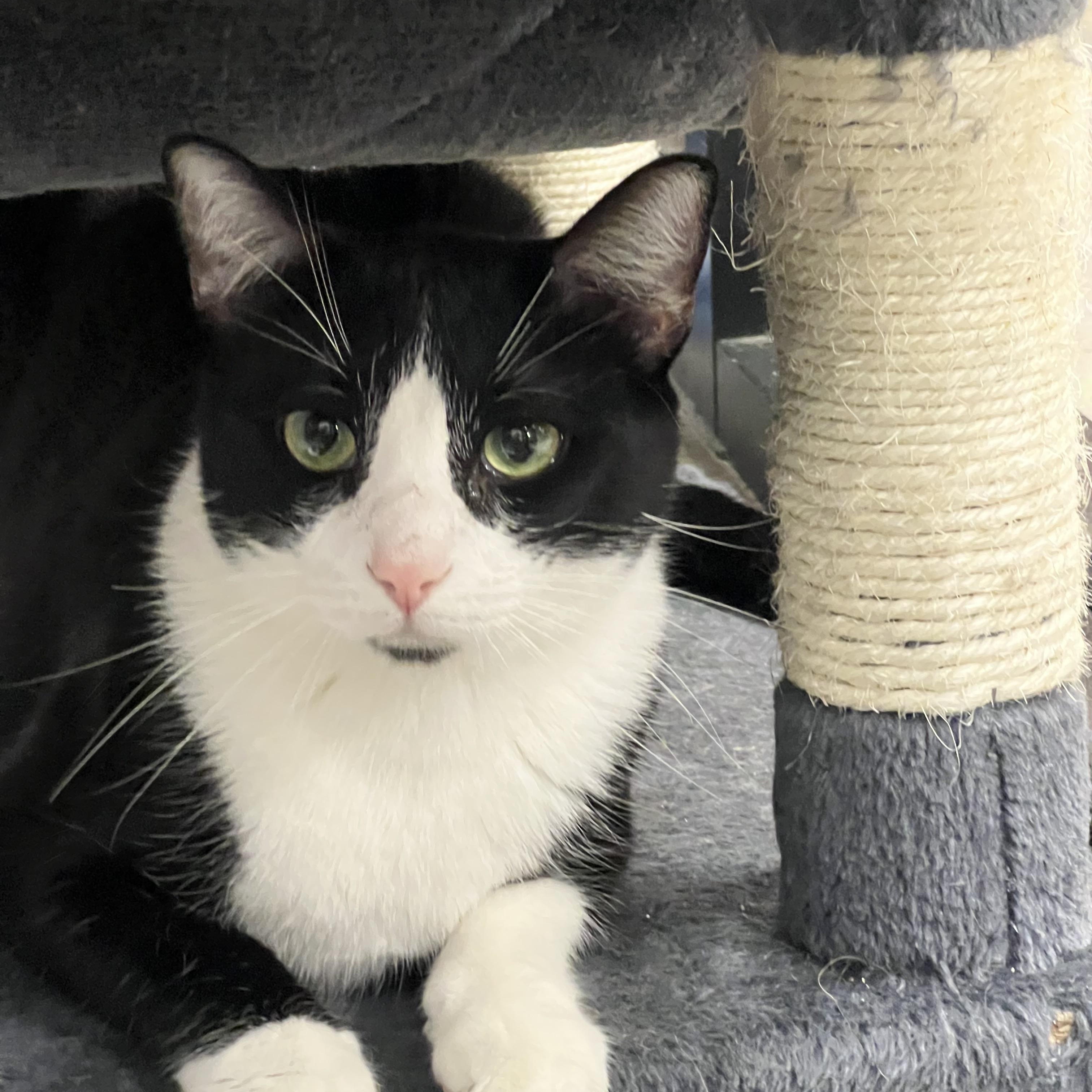 Tux, a Adoptable Domestic Short Hair in Richmond, VA image 1/5