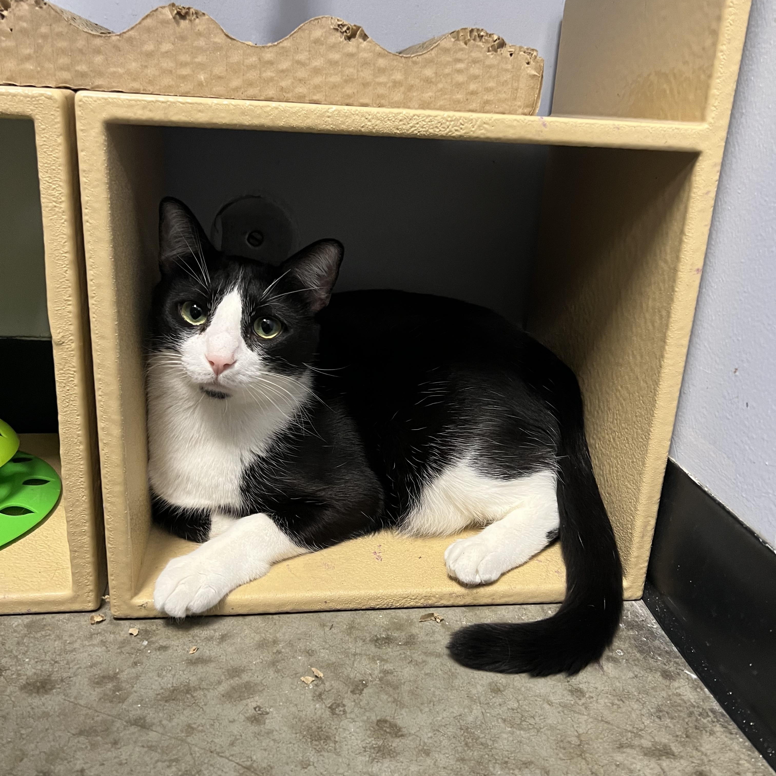 Tux, a Adoptable Domestic Short Hair in Richmond, VA image 5/5